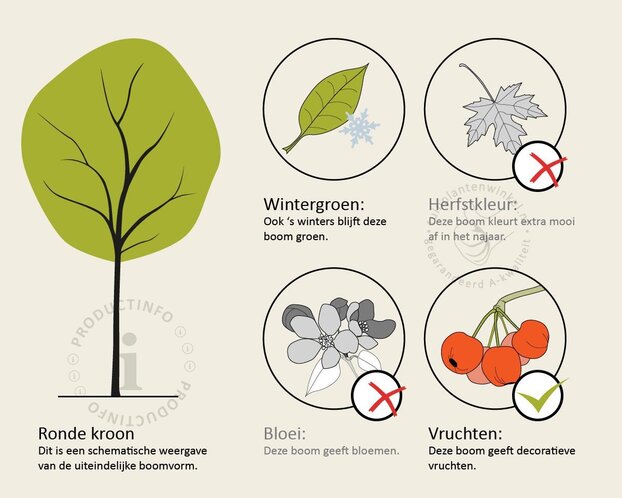 Quercus myrsinifolia - beveerd
