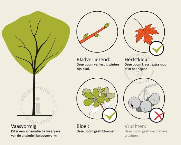 Lagerstroemia indica 'Pink Velour' - op stam