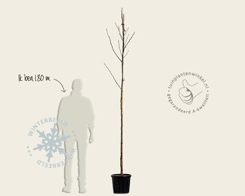 Juglans regia 'Bella Maria' - hoogstam image