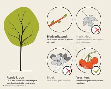 Juglans regia 'Bella Maria' - hoogstam