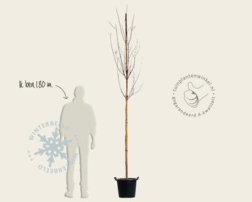 Lagerstroemia indica 'Tuscarora' - hoogstam image