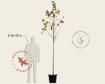 Magnolia loebneri 'Merrill' - hoogstam image