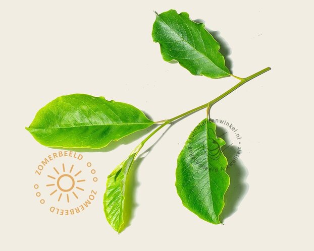 Magnolia loebneri 'Merrill' - hoogstam