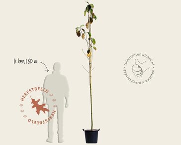 Magnolia 'Black Tulip' - hoogstam