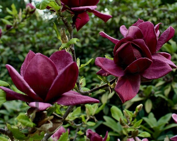 Magnolia 'Black Tulip' - hoogstam