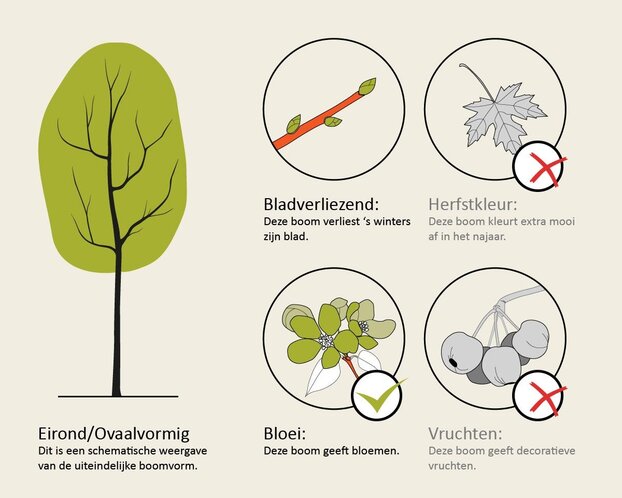 Magnolia 'Black Tulip' - hoogstam