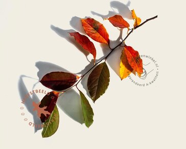 Pseudocydonia sinensis - hoogstam