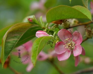 Pseudocydonia sinensis - hoogstam
