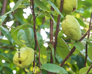 Pseudocydonia sinensis - hoogstam