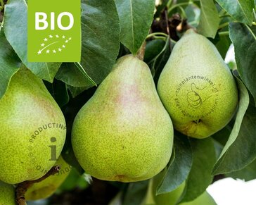 Pyrus communis 'Doyenne du Comice' - BIO mini