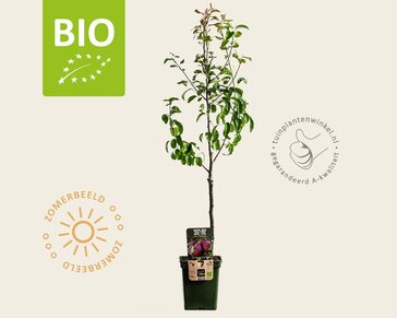 Pyrus communis 'Rote Williams' - BIO mini