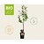 Pyrus communis 'Rote Williams' - BIO mini