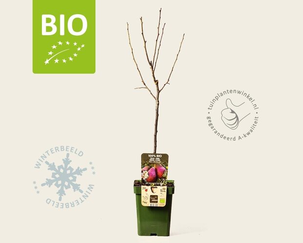 Pyrus communis 'Rote Williams' - BIO mini