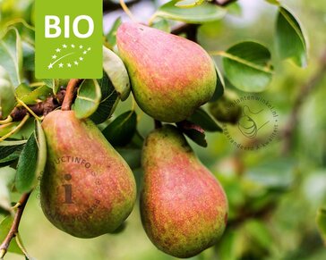 Pyrus communis 'Rote Williams' - BIO mini