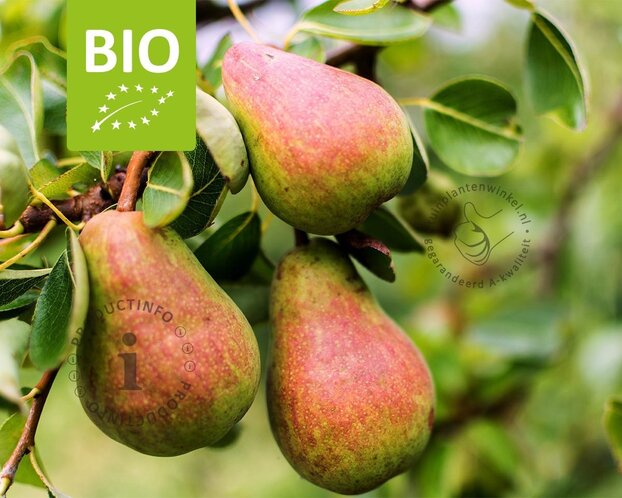 Pyrus communis 'Rote Williams' - BIO mini