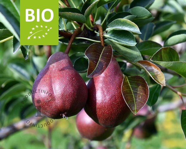 Pyrus communis 'Rote Williams' - BIO mini