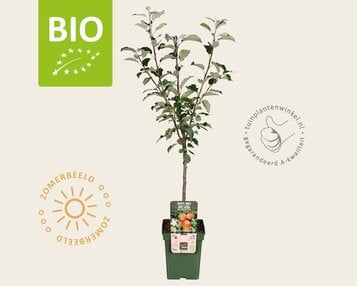 Malus domestica 'Elstar' - BIO mini image