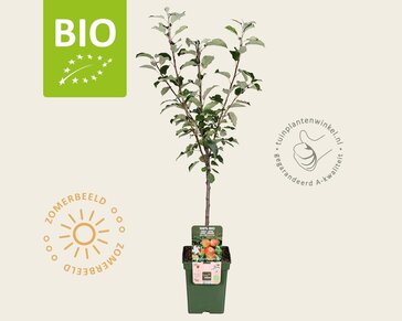 Malus domestica 'Elstar' - BIO mini