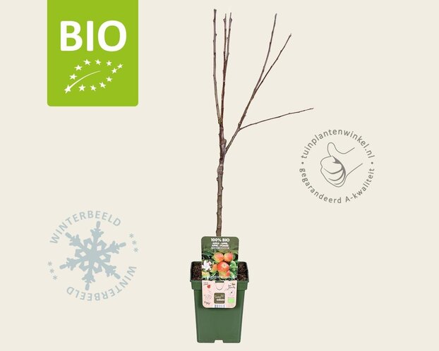 Malus domestica 'Elstar' - BIO mini
