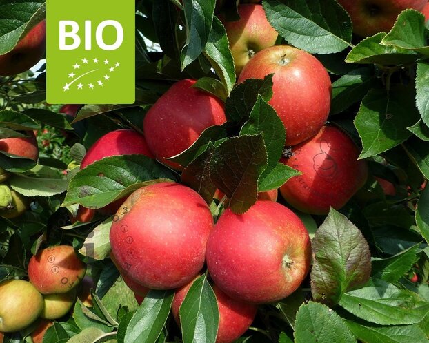 Malus domestica 'Elstar' - BIO mini