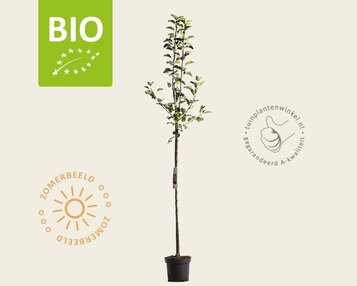 Malus domestica 'Topaz' - BIO halfstam image