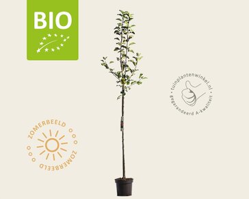 Malus domestica 'Topaz' - BIO halfstam