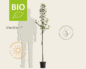 Malus domestica 'Topaz' - BIO halfstam