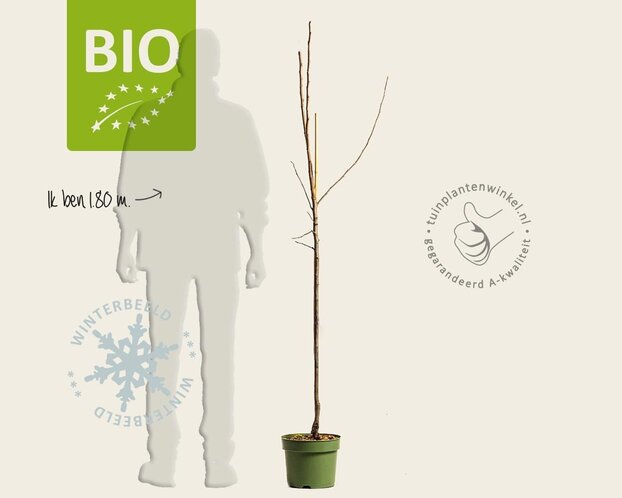 Malus domestica 'Topaz' - BIO halfstam