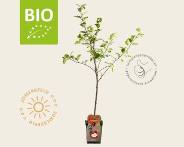 Malus domestica 'Rode Boskoop' - BIO mini