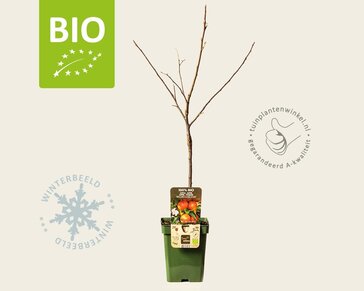 Malus domestica 'Rode Boskoop' - BIO mini