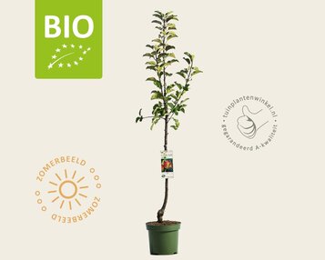 Malus domestica 'Topaz' - BIO laagstam image
