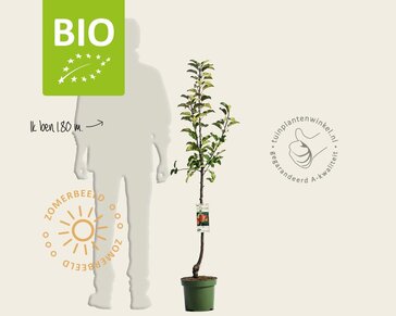 Malus domestica 'Topaz' - BIO laagstam