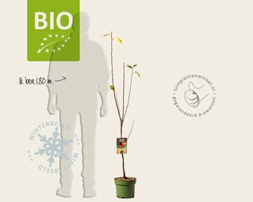 Malus domestica 'Topaz' - BIO laagstam