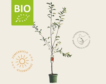 Malus domestica 'Elstar' - BIO laagstam image