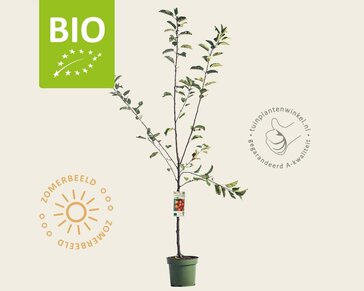 Malus domestica 'Elstar' - BIO laagstam