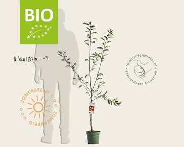 Malus domestica 'Elstar' - BIO laagstam