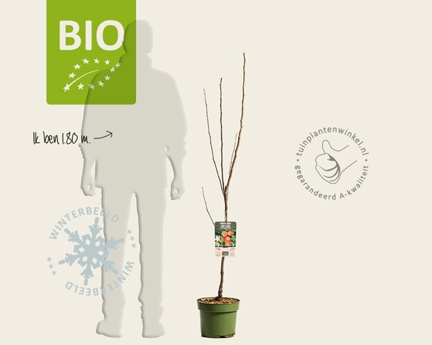 Malus domestica 'Elstar' - BIO laagstam