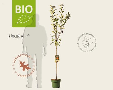 Malus domestica 'Elstar' - BIO halfstam