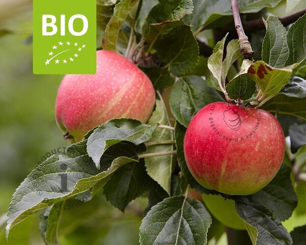 Malus domestica 'Elstar' - BIO halfstam