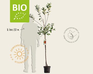 Malus domestica 'Elstar' - BIO halfstam