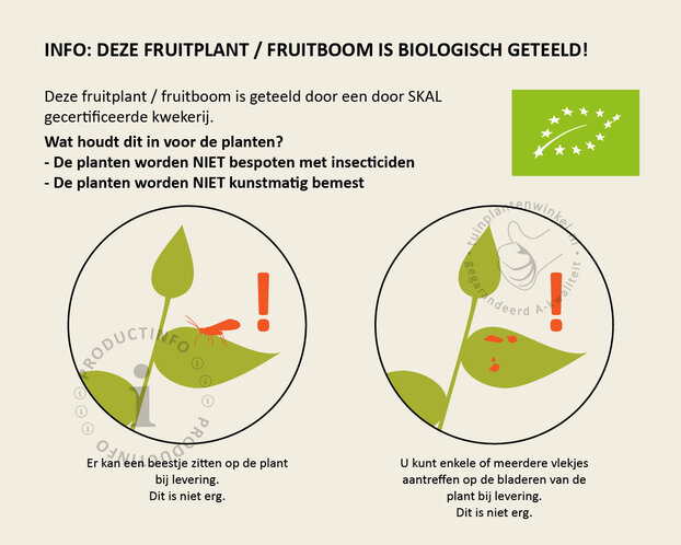 Malus domestica 'Elstar' - BIO halfstam