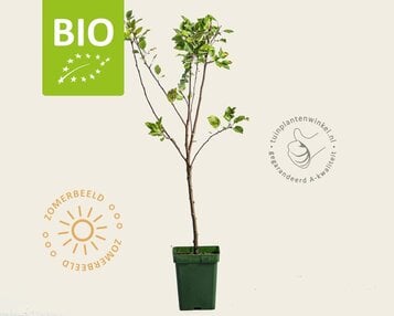 Malus domestica 'Topaz' - BIO mini image