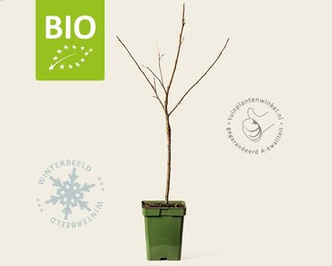 Malus domestica 'Topaz' - BIO mini