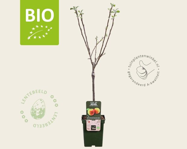 Malus domestica 'Jonagold' - BIO mini