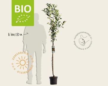 Malus domestica 'James Grieve' - BIO halfstam