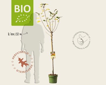 Malus domestica 'James Grieve' - BIO halfstam