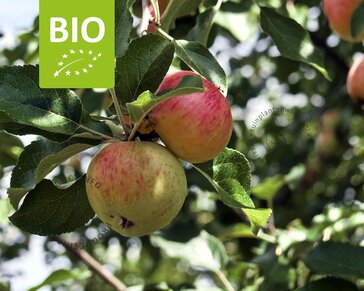 Malus domestica 'James Grieve' - BIO halfstam