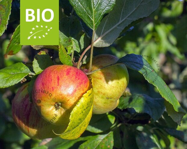 Malus domestica 'Benoni' - BIO laagstam