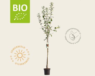 Malus domestica 'Rode Boskoop' - BIO halfstam