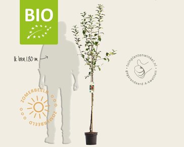 Malus domestica 'Rode Boskoop' - BIO halfstam